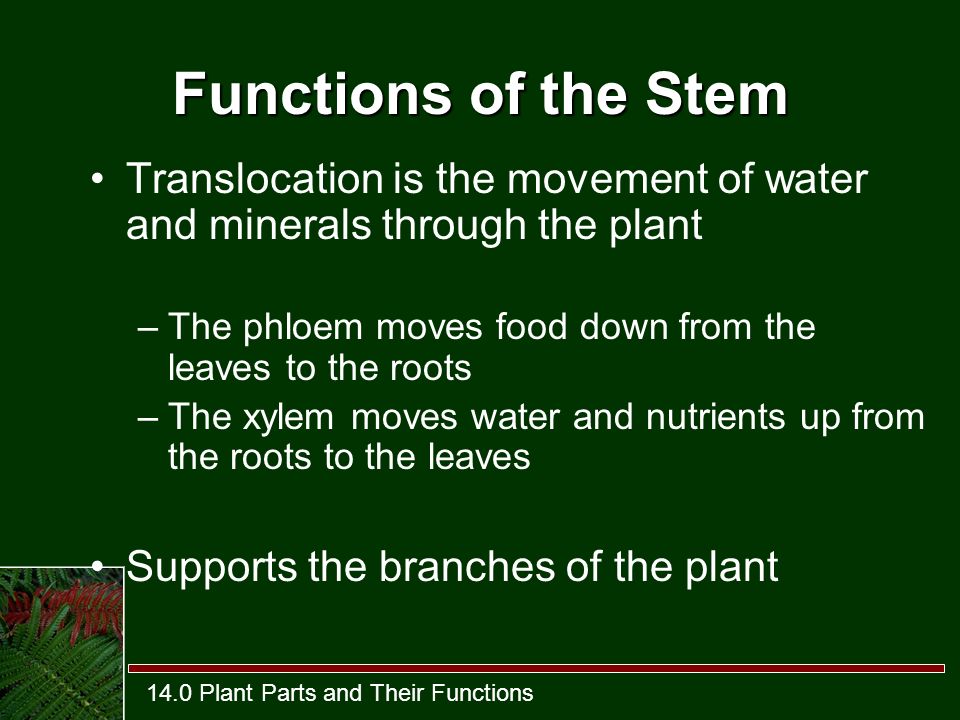 The functions of water and minerals